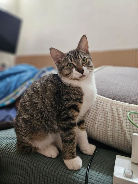 One of the two cats who supervise every deploy