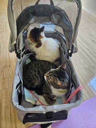 The two of them, out for a stroll