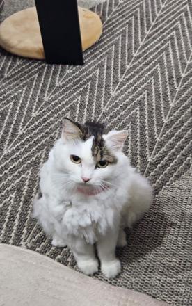 The fluffy one, mid-judgment