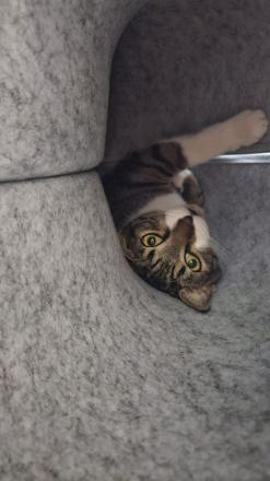 The tabby, off the clock
